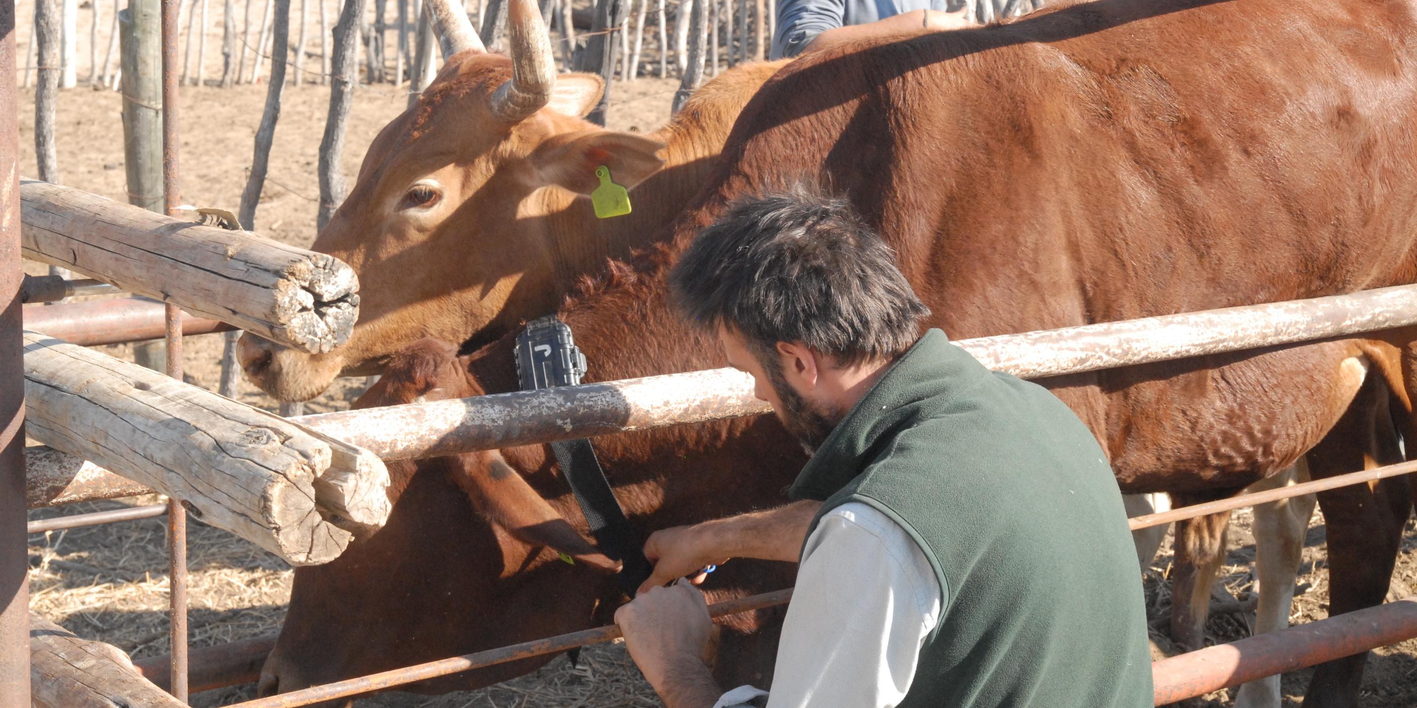 i-cow project moving forward