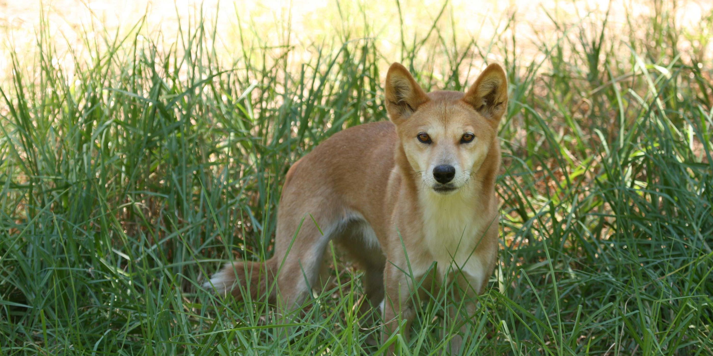 Dingo? Bingo!