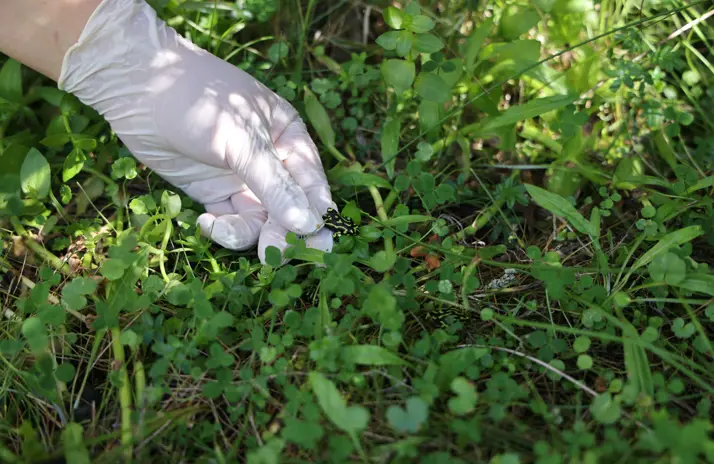 Image of Record Release of 842 Critically Endangered Corroboree Frogs in NSW