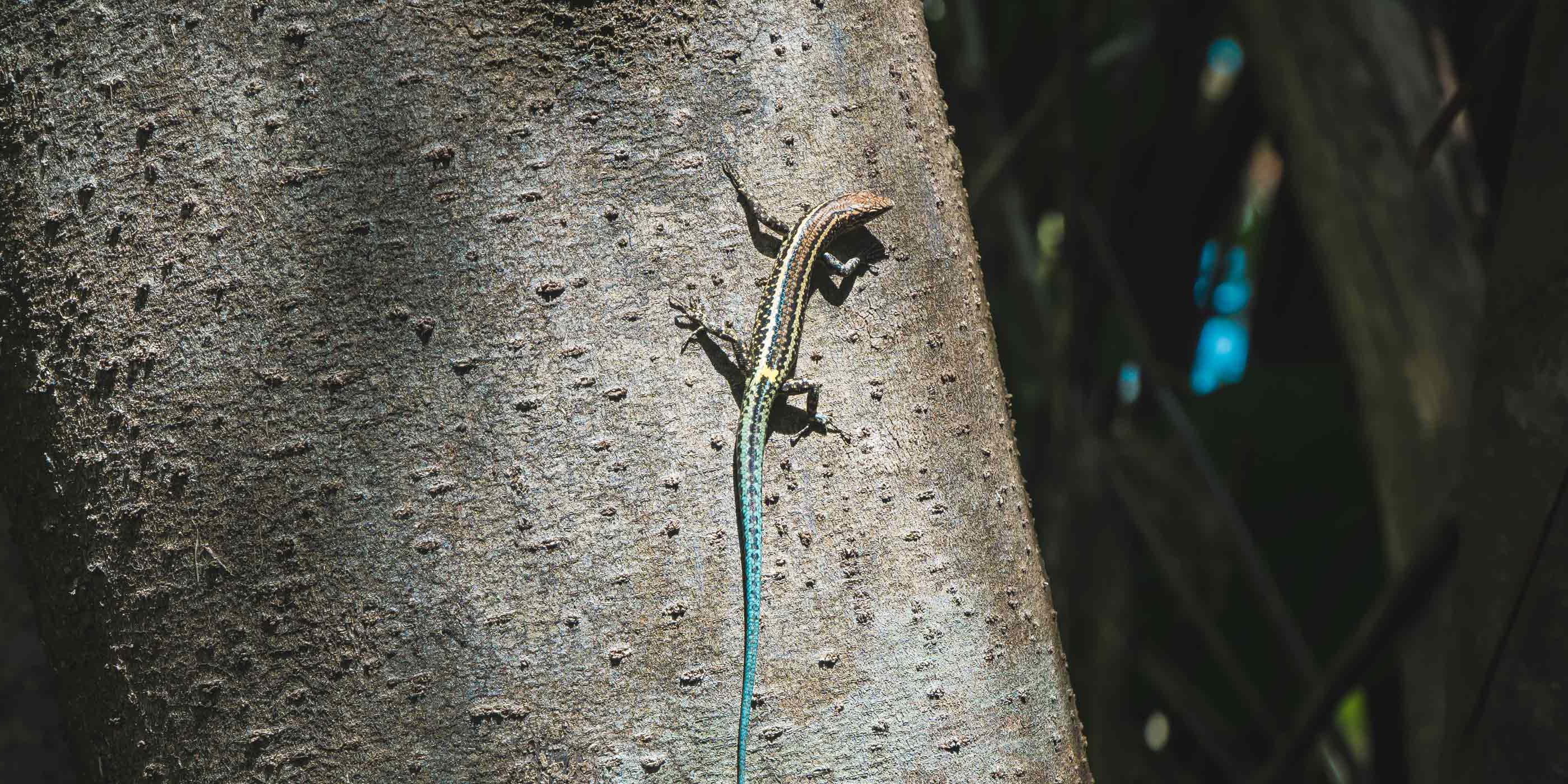 Blue tailed skink