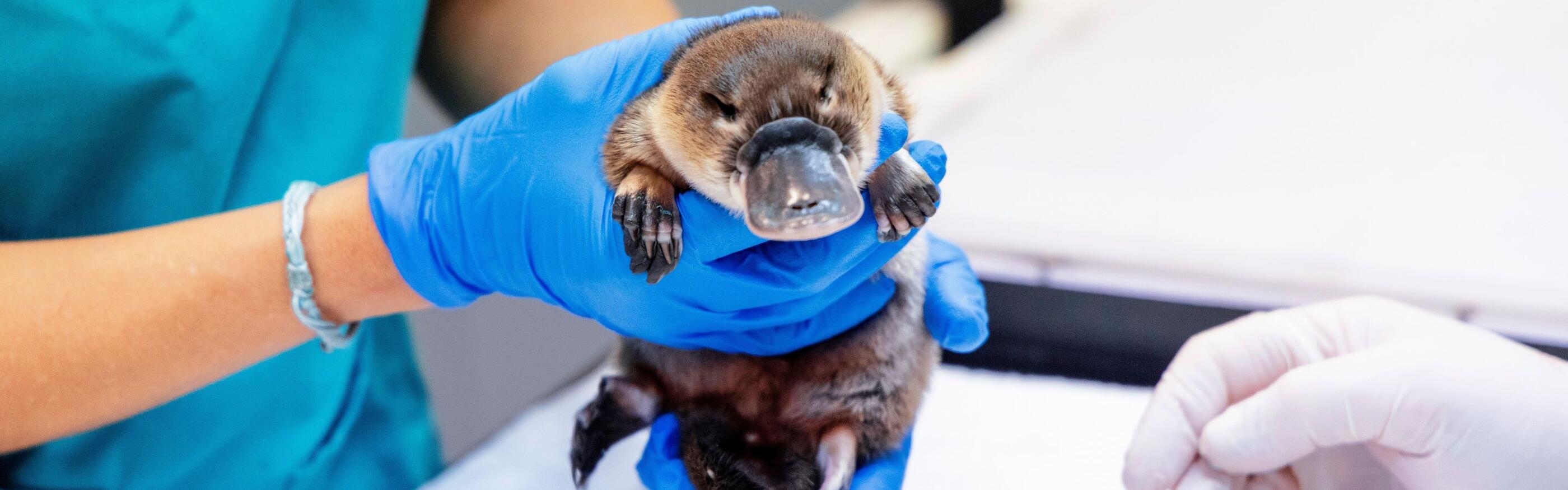 Taronga Giving Day