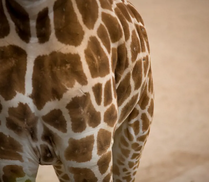 Giraffe pattern