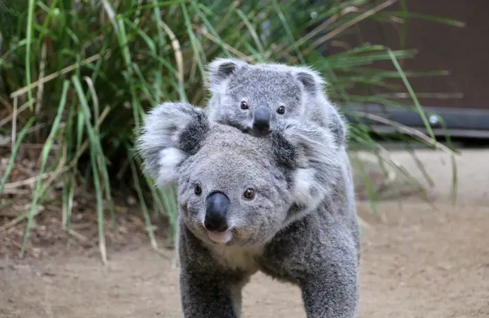Koala with Joey