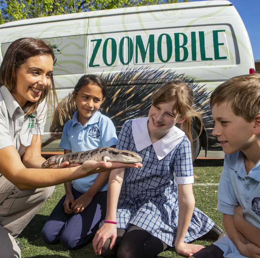 Group of children looking at lizard presented by Taronga Zoomobile Educator in front of Zoomobile Van
