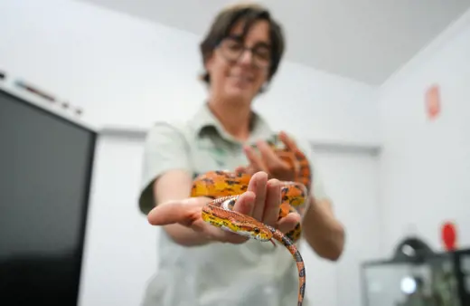 Taronga Western plains zoo educator holding up orange and brown speckled small snake to camera