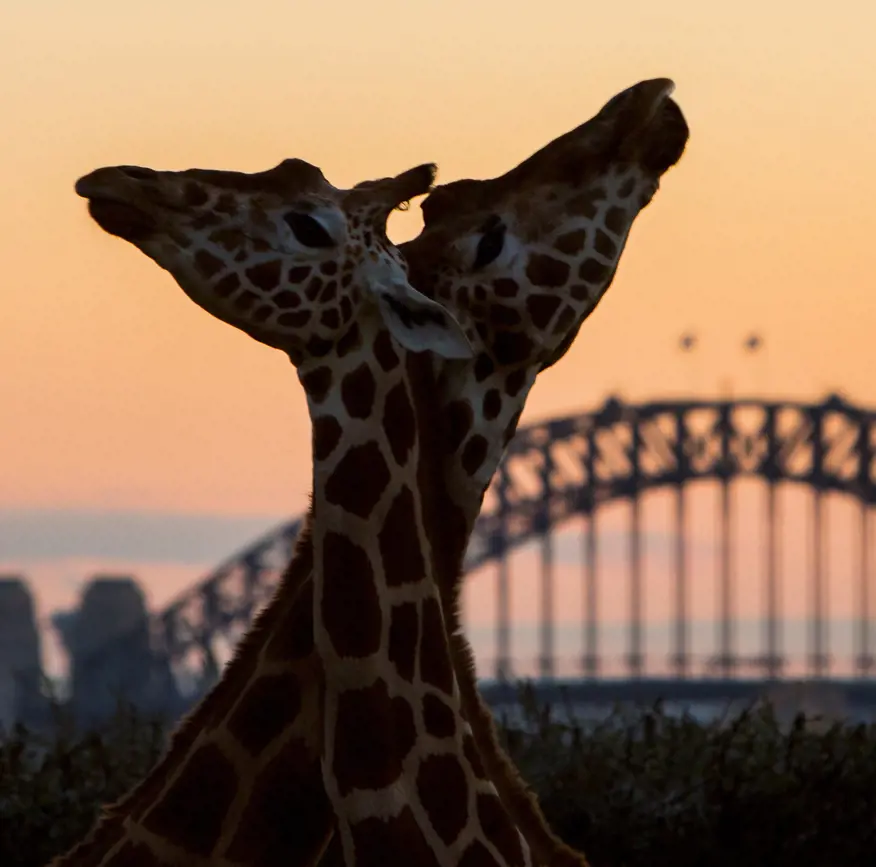 Two giraffes with Sydney Harbour Bridge in the background at sunset.
