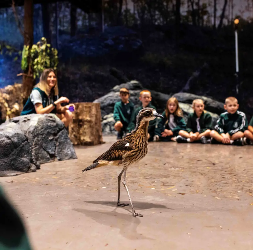 Students seated in immserive classroom setting watching an Bush stone-curlew walk around.