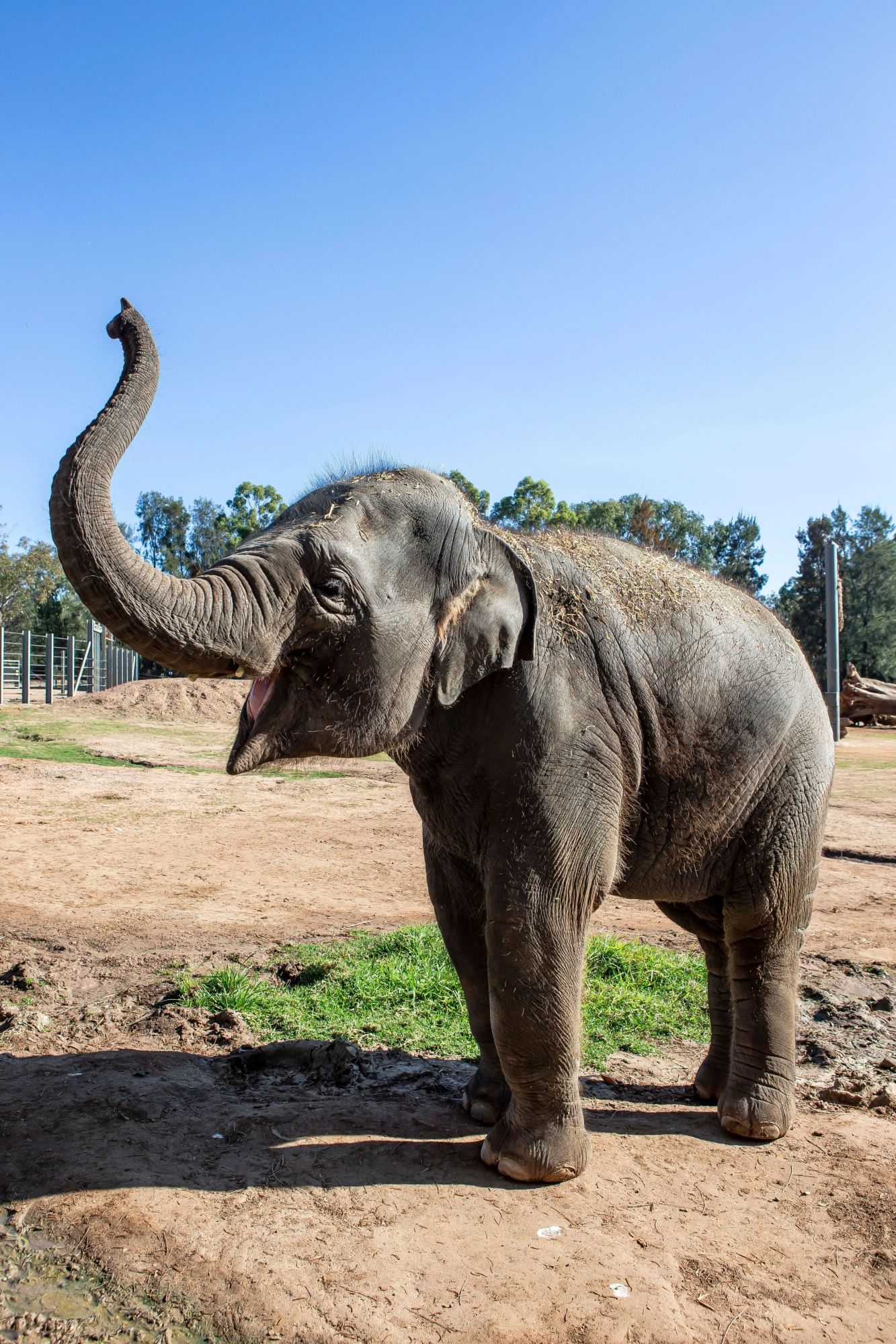 Elephant Kanlaya at Taronga Western Plains Zoo Dubbo with trunk raised.