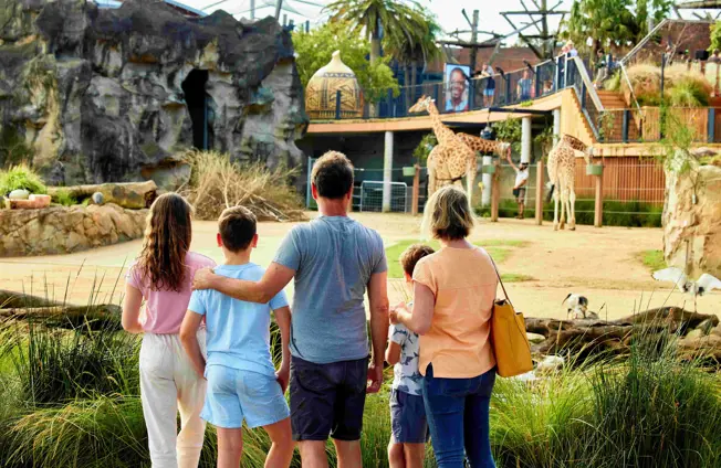 Visitors viewing giraffes at the Savannah precinct at Taronga Zoo Sydney.