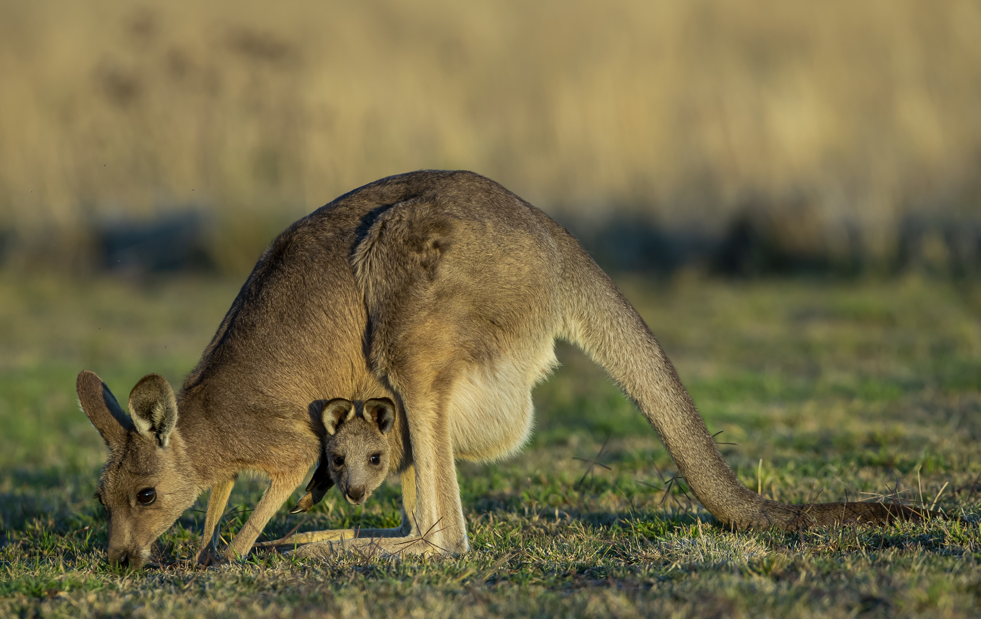 Kangaroo with joey on grassland