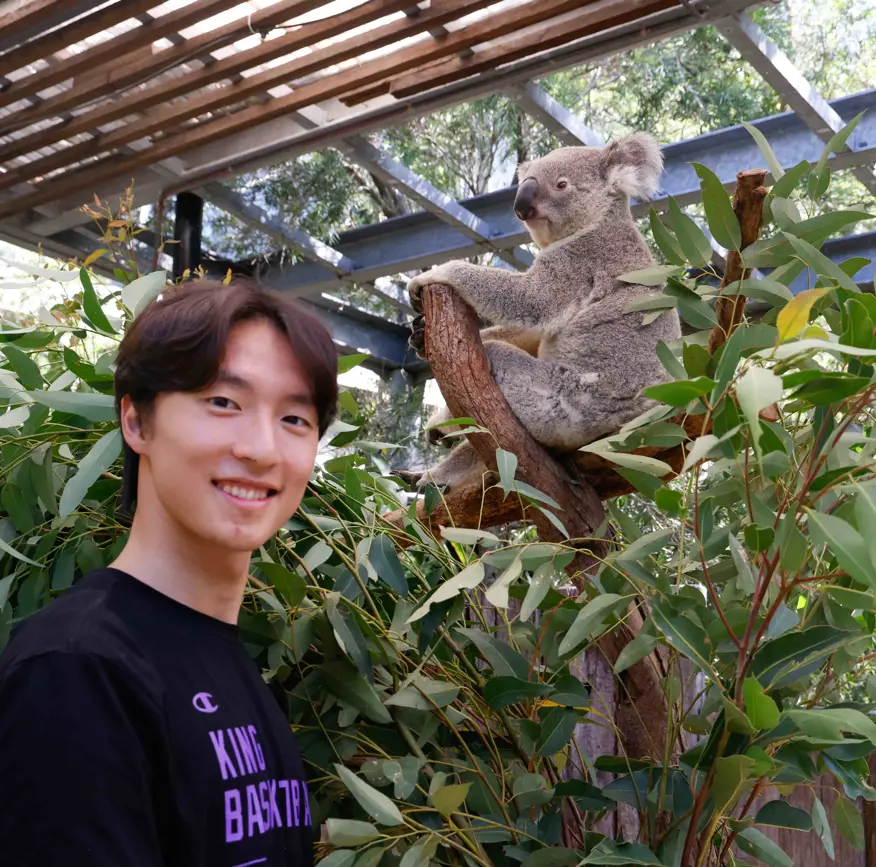 Koala sitting in a tree while a visitor stands nearby at Taronga Zoo Sydney.