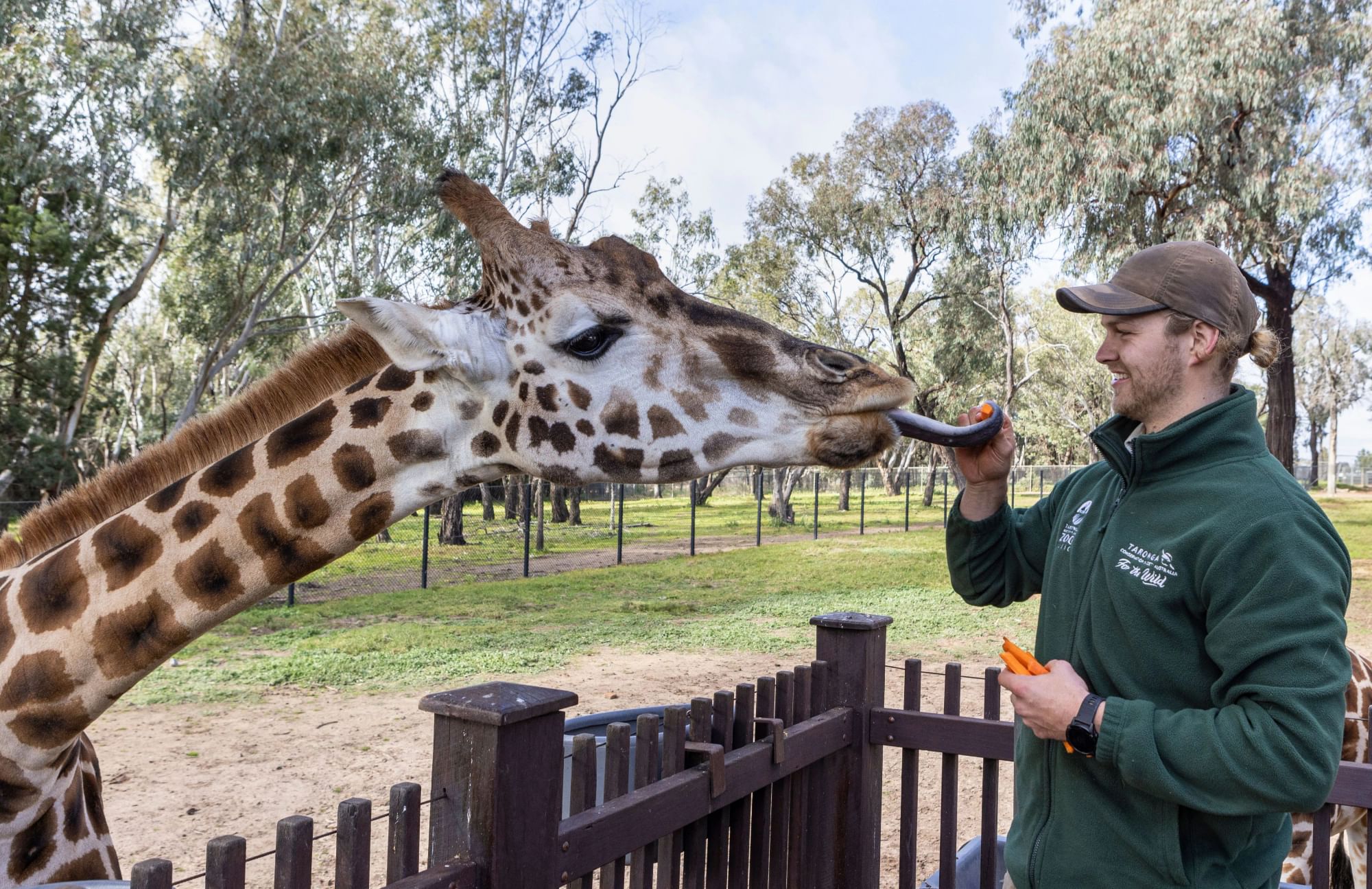 Giraffe reaching over a fence to be fed by a zoo keeper in an outdoor enclosure.