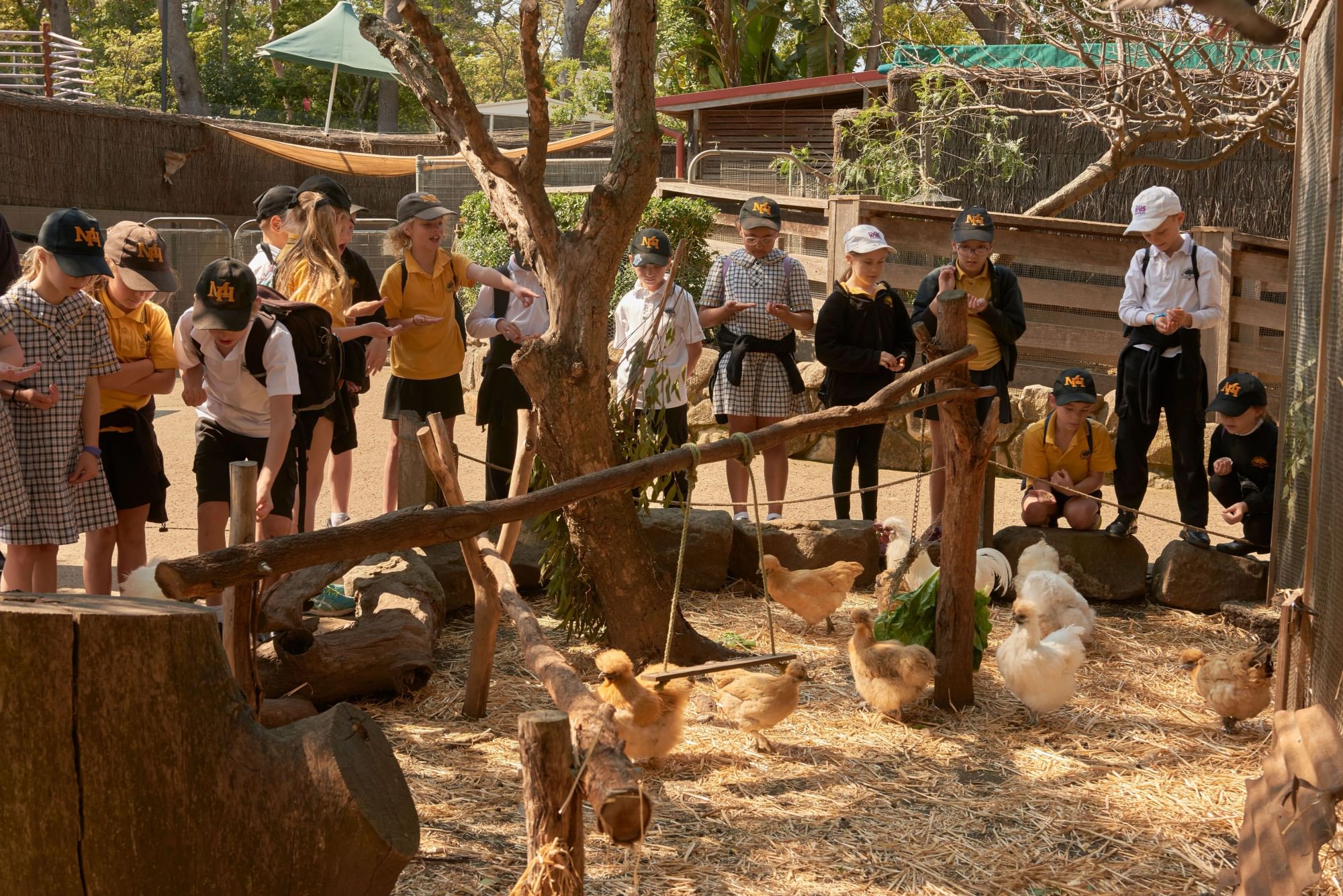 School students gathered around farm animals during a hands-on outdoor education session.