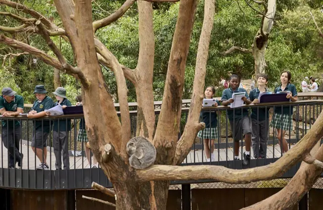 Koala resting on a tree branch while visitors observe from a raised boardwalk.