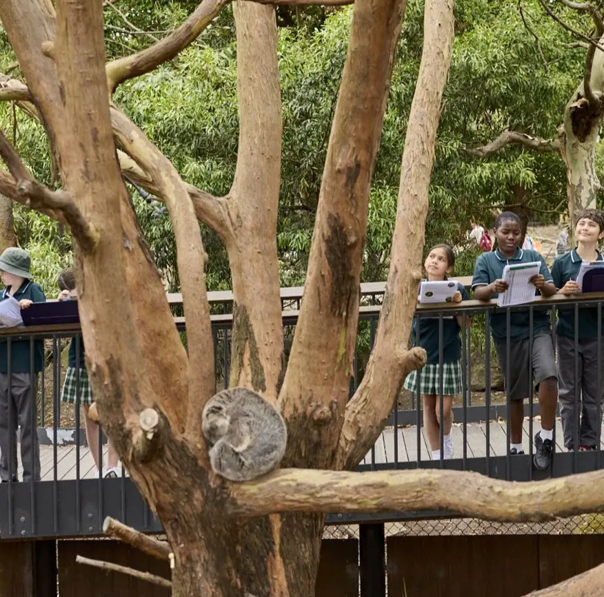 Koala resting on a tree branch while visitors observe from a raised boardwalk.