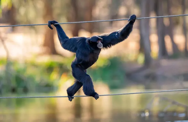 Siamang using ropes to swing across its habitat at Taronga Western Plains Zoo.