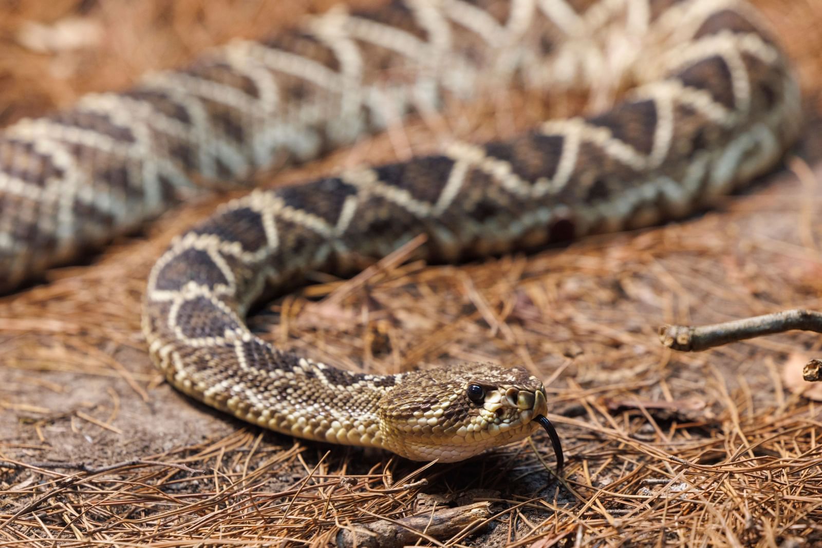 Snake slithering in habitat at Taronga's Amphibian & Reptile Centre
