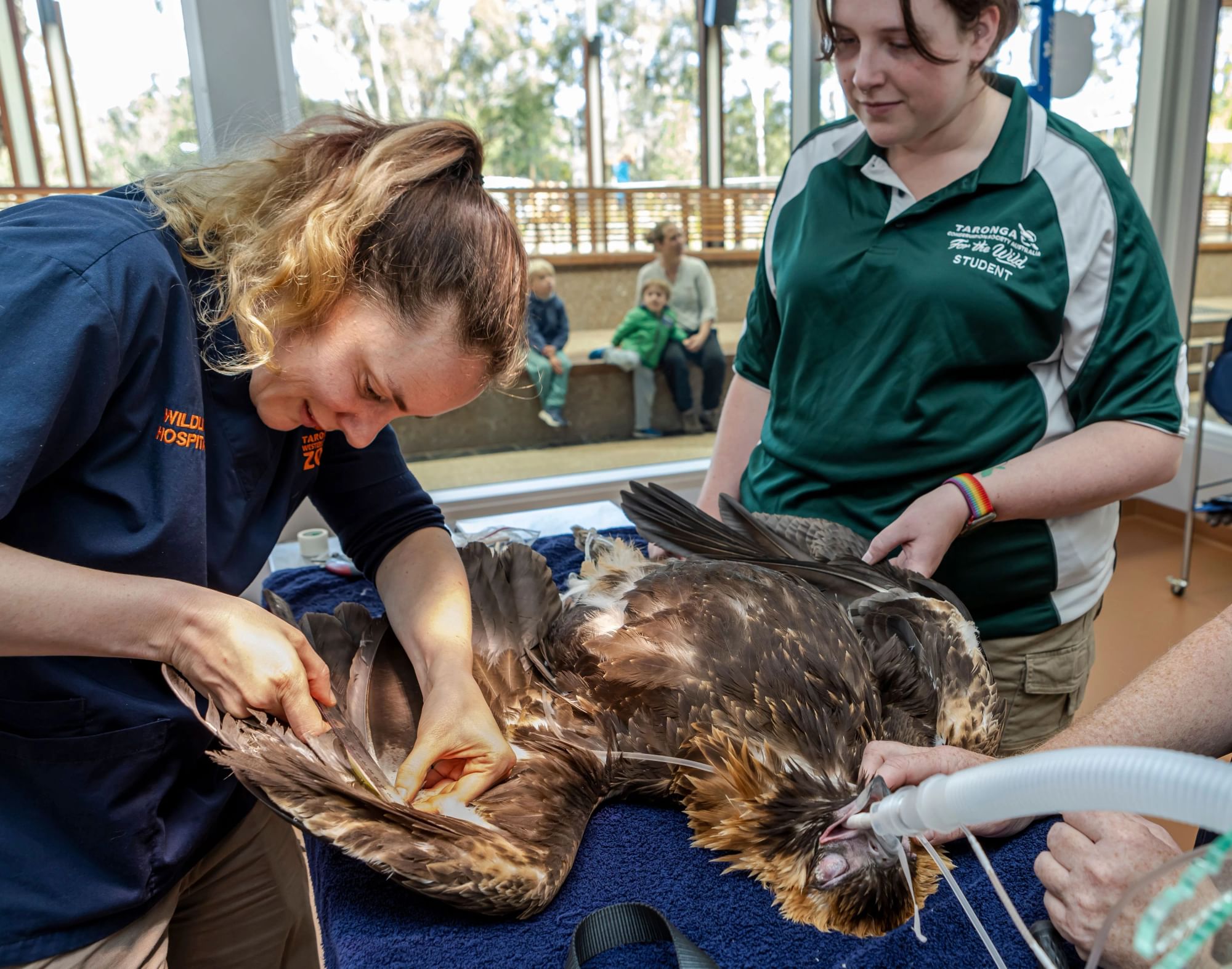 Wedge‑tailed eagle receiving veterinary care at a wildlife hospital.