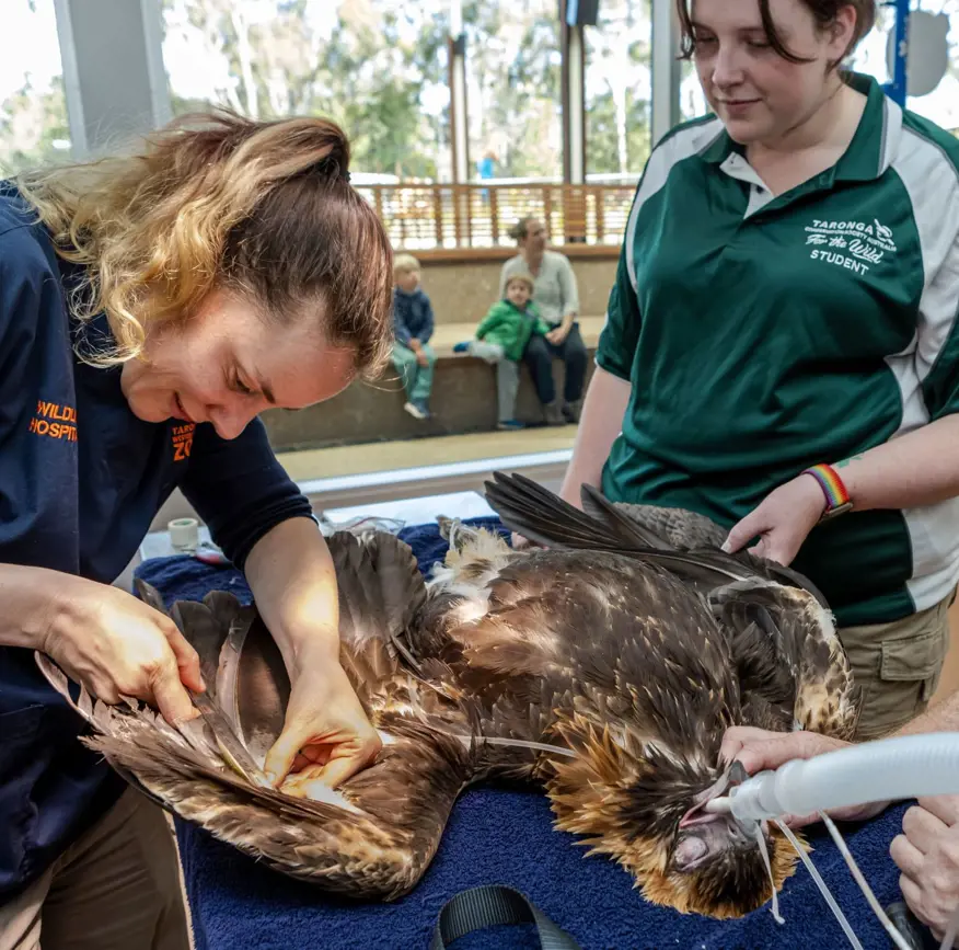 Wedge‑tailed eagle receiving veterinary care at a wildlife hospital.