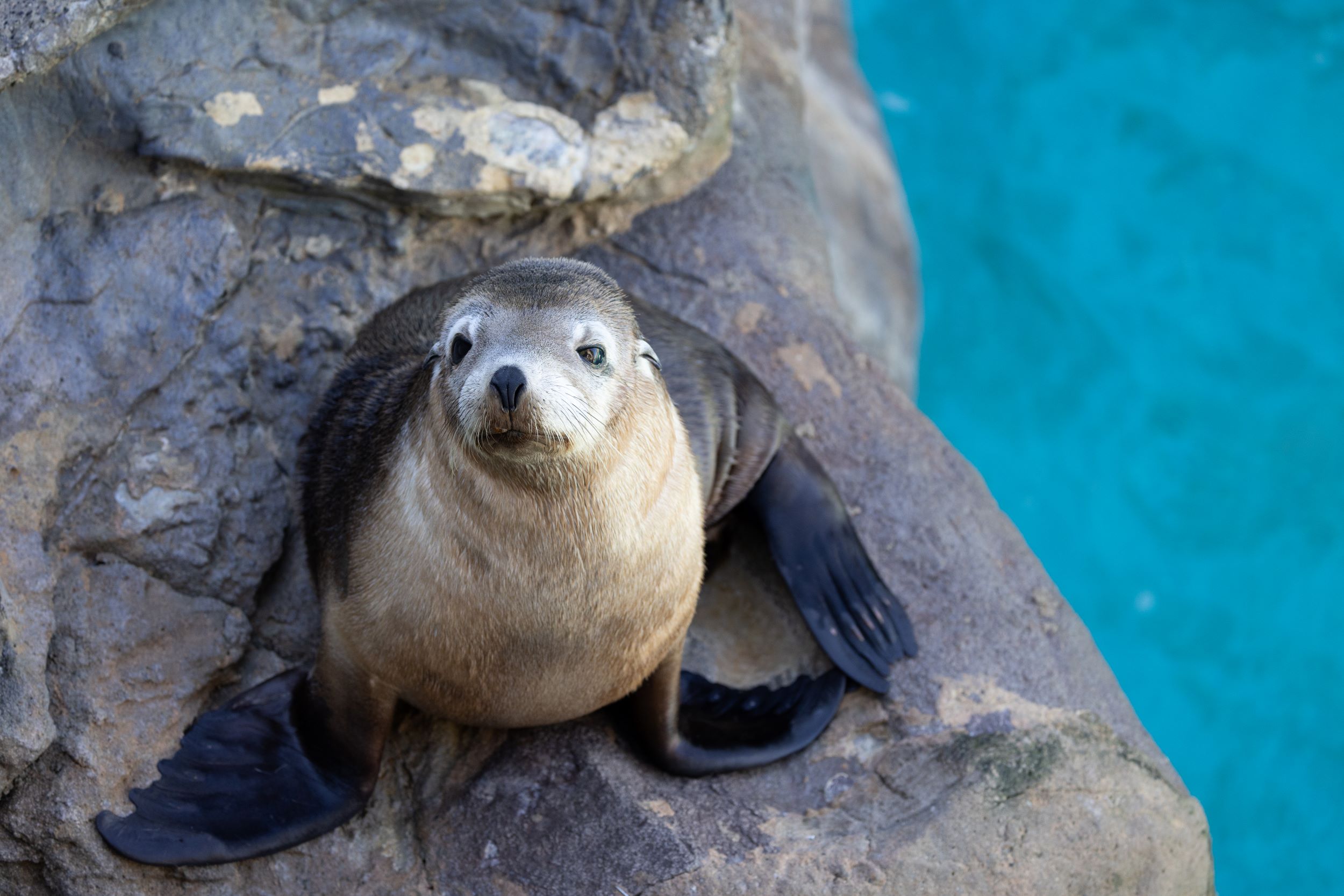 New Zealand Fur Seal resting on a rocky ledge beside bright blue water.