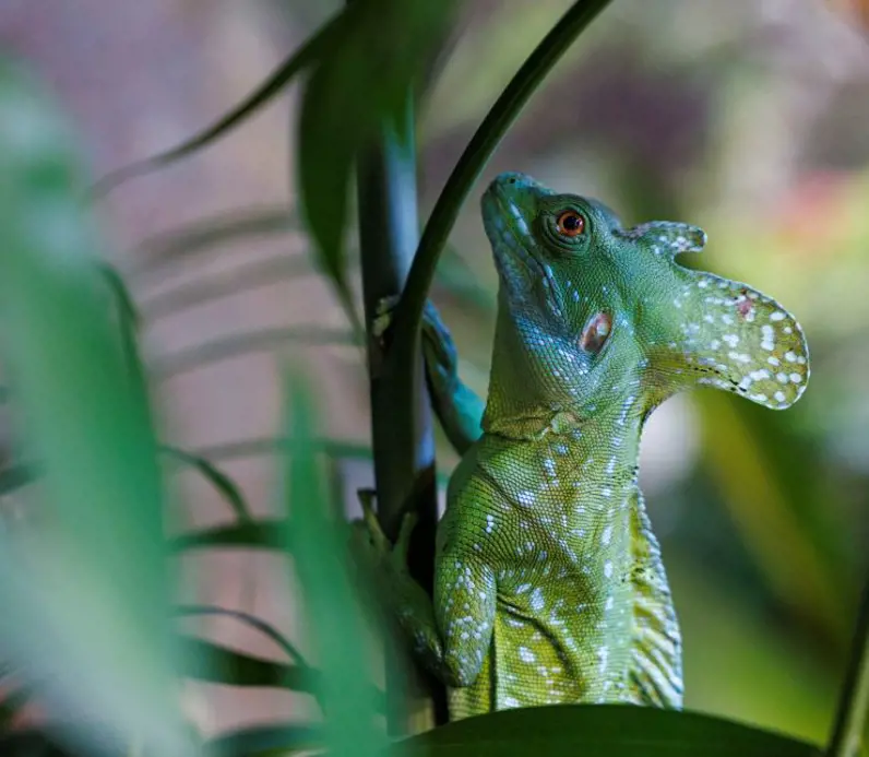 Green Basilisk perched among tropical leaves.