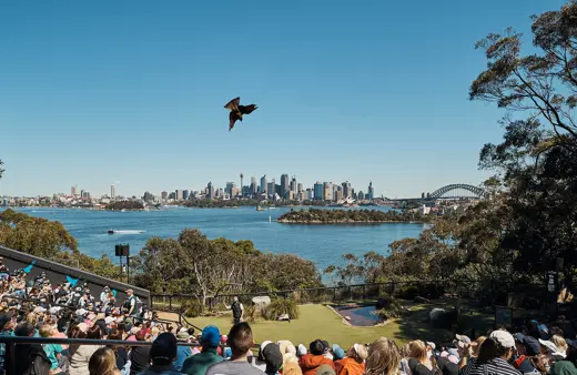 Image of Free Flight Bird Presentation