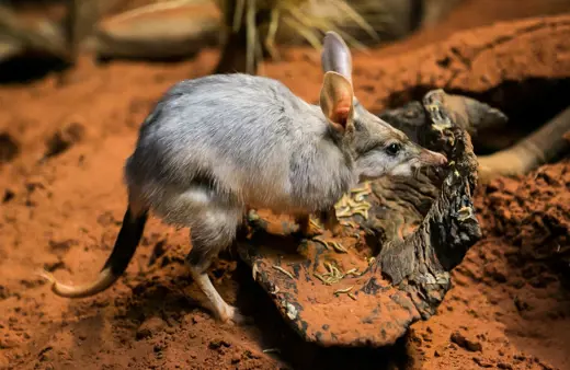 Image of Greater Bilby<br />