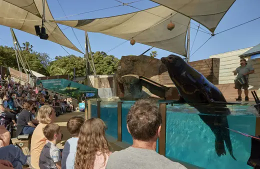Image of Seals for the Wild Presentation