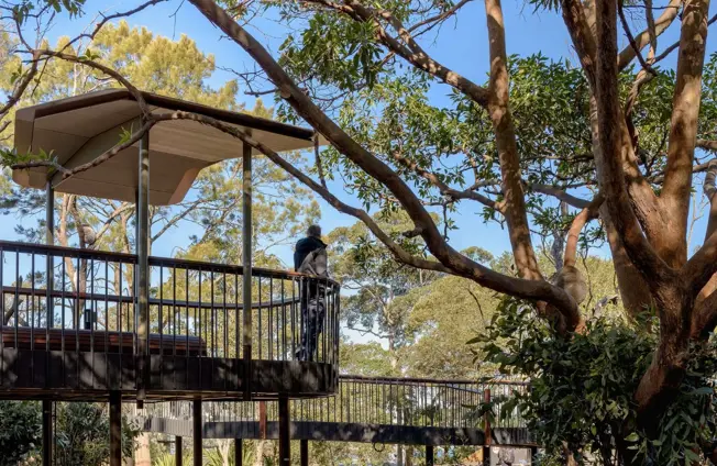 Guests overlooking Koalas at Koala Country in the Nura Diya Habitat