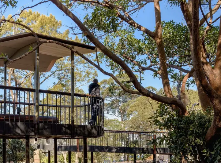 Guests overlooking Koalas at Koala Country in the Nura Diya Habitat