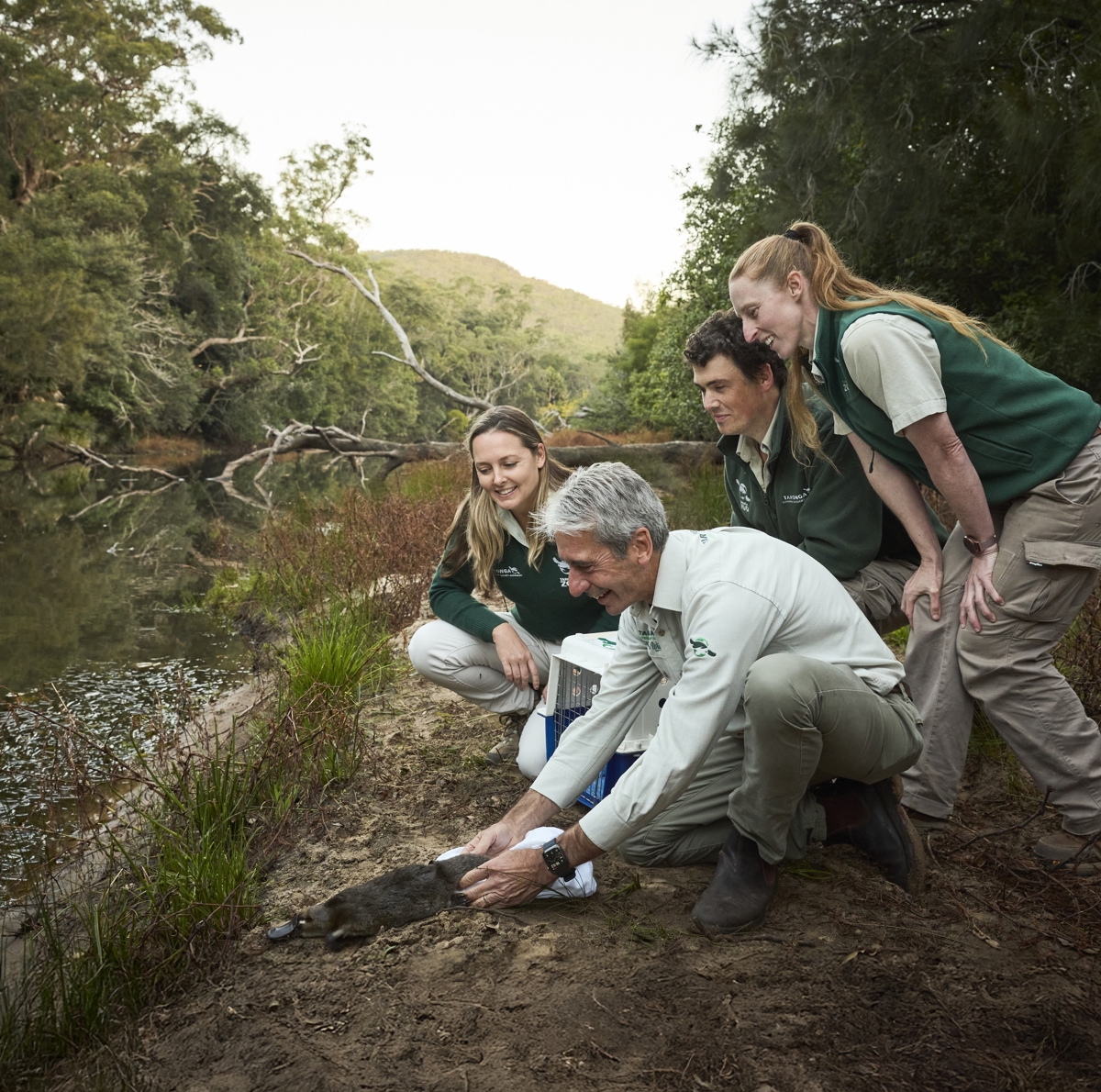 Platypus Translocation at Royal National Park