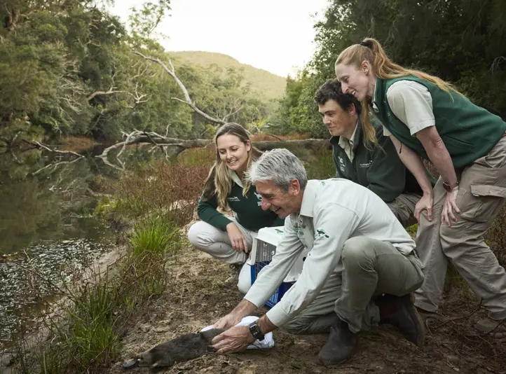 Platypus Translocation at Royal National Park