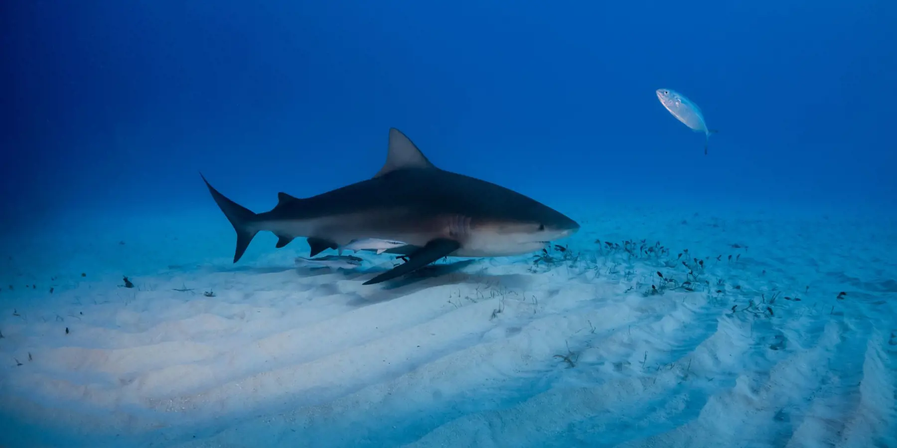 Shark swimming over a sandy ocean floor in clear blue water.