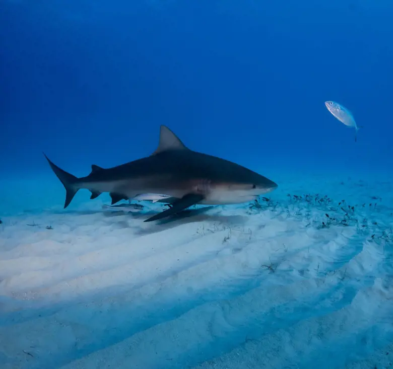 Shark swimming over a sandy ocean floor in clear blue water.