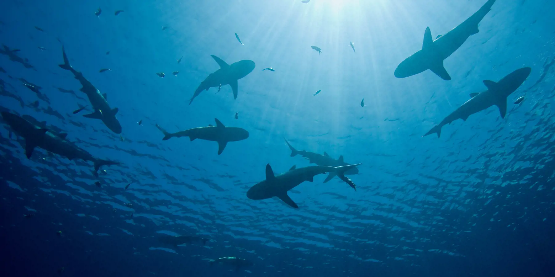 Silhouettes of sharks swimming beneath sunlit ocean water.