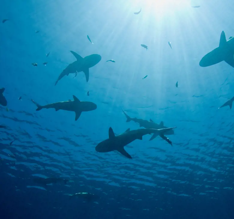 Silhouettes of sharks swimming beneath sunlit ocean water.