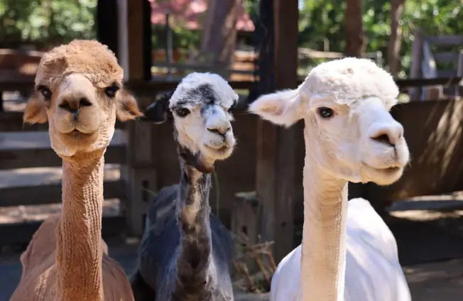 Recently sheered alpacas at the Backyard to Bush kids trail in sydney