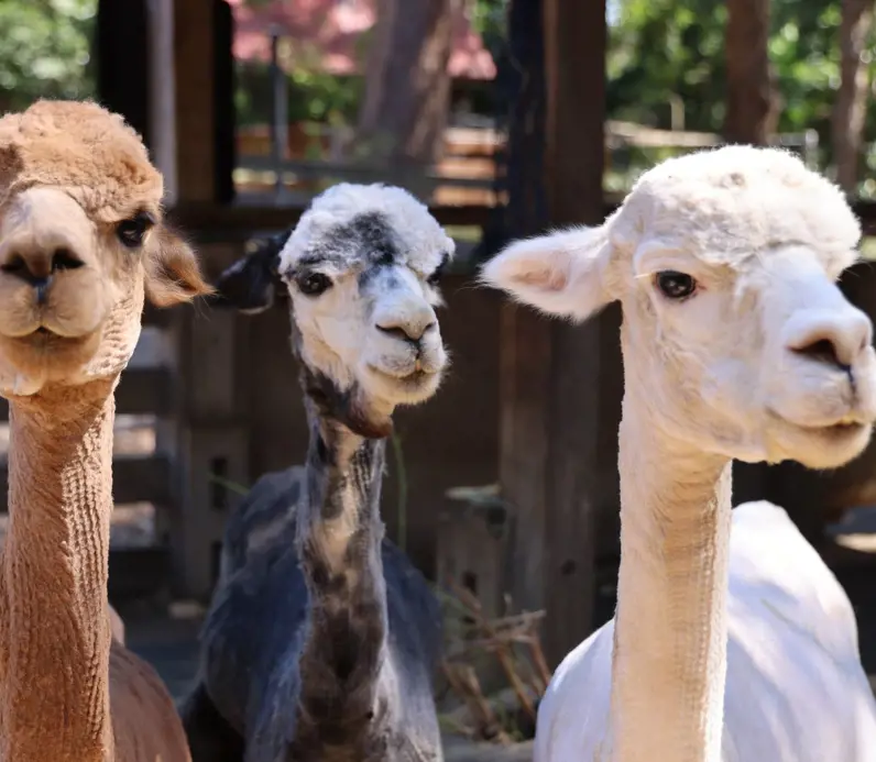Recently sheered alpacas at the Backyard to Bush kids trail in sydney