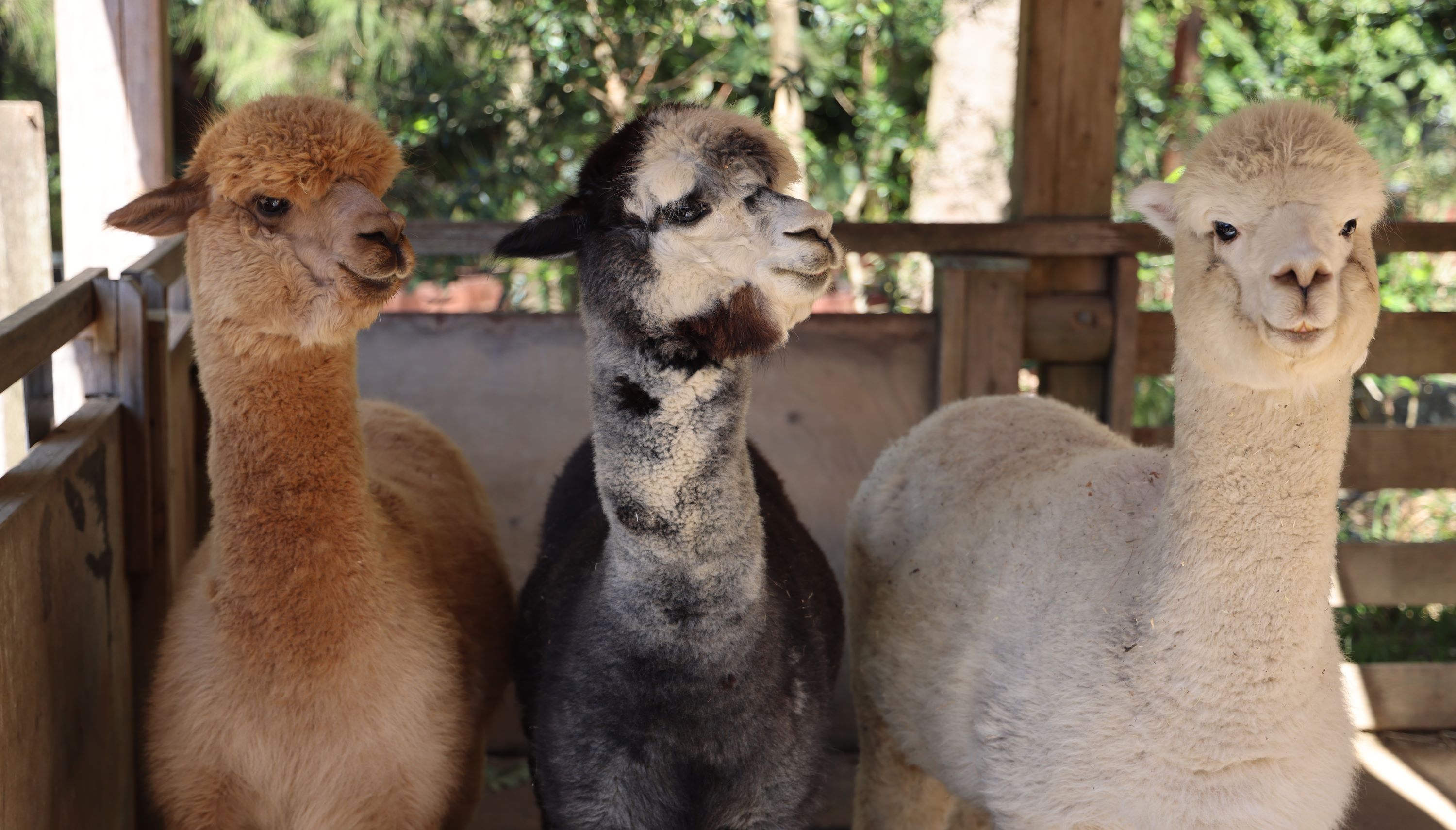 Three alpacas at the Backyard to Bush kids trail at Taronga Zoo Sydney
