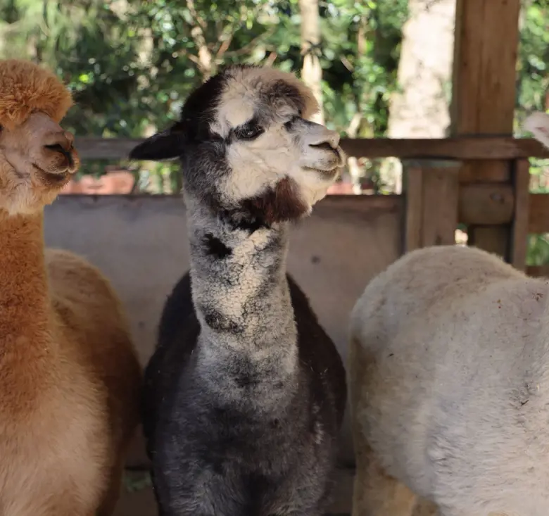 Three alpacas at the Backyard to Bush kids trail at Taronga Zoo Sydney