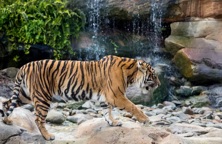 Image of 200,000 reasons to celebrate International Tiger Day