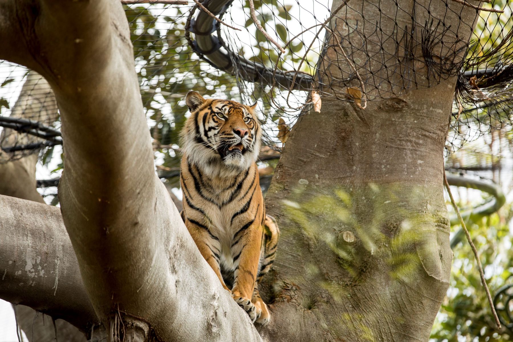Tiger looking out from a tree