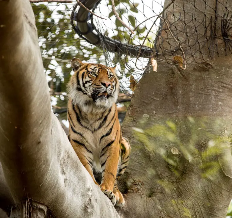 Tiger looking out from a tree