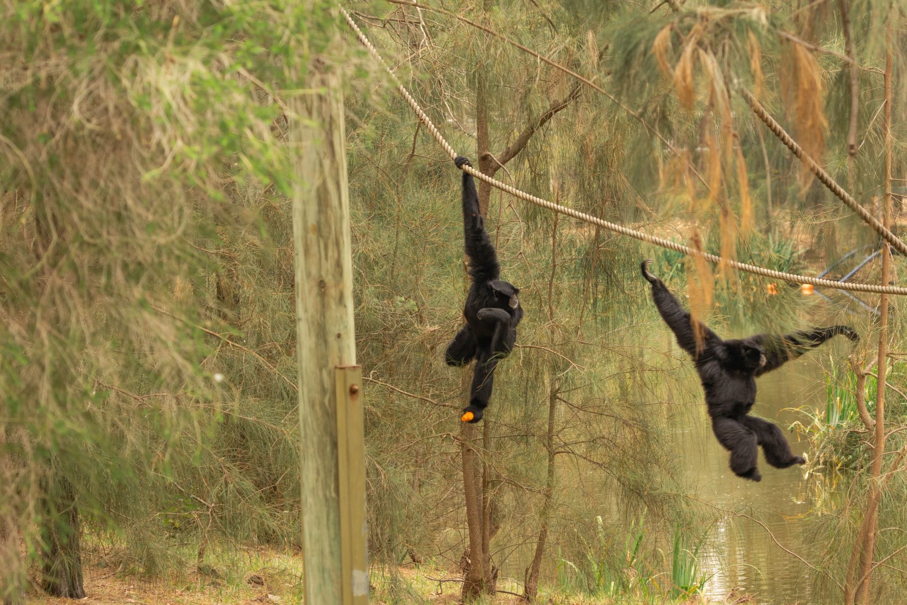 Image of Siamang