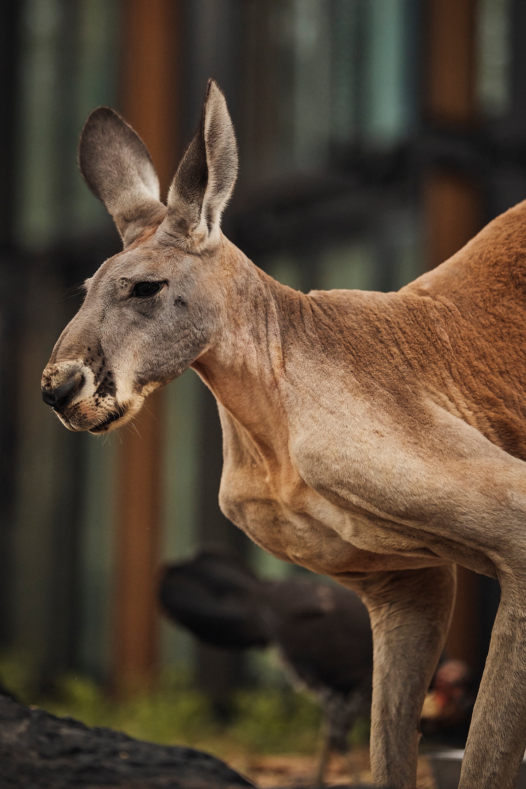 Image of Red Kangaroo&nbsp;<br/>&nbsp;