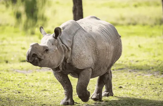 Image of Greater One-horned Rhino