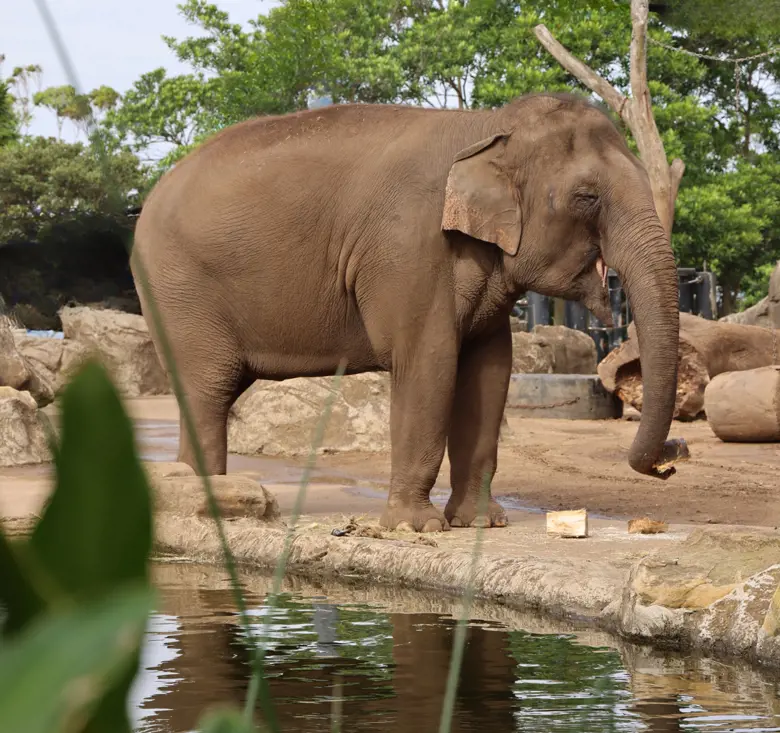 Asian Elephant next to body of water