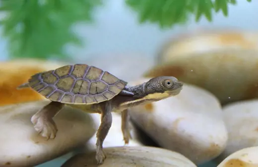 Image of Bellinger River Turtle 