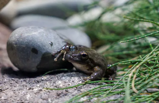 Image of Booroolong Frog 