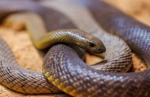 Image of Inland Taipan